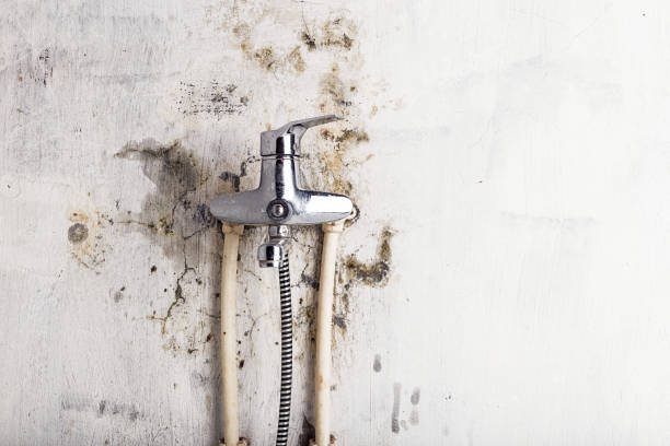Best Post-Flood Mold Remediation in Poydras, LA