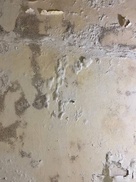 Best Mold Testing and Inspection Services in Poydras, LA