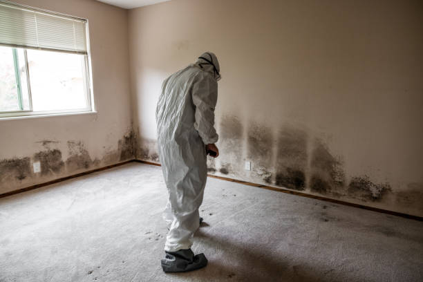 Best Kitchen Mold Remediation in Poydras, LA