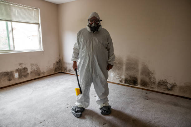 Best Attic Mold Remediation in Poydras, LA